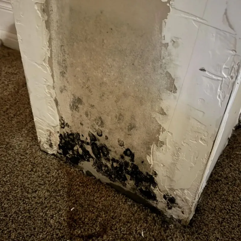 Professional Mold Removal in Malvern, OH
